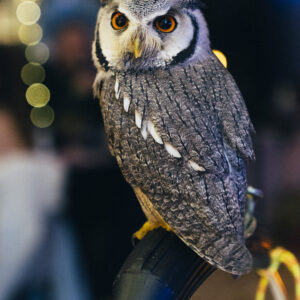 Harry Potter-Christmas Brunch 07.11.2026